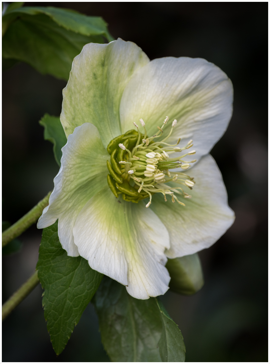 Untitled-2 white.jpg