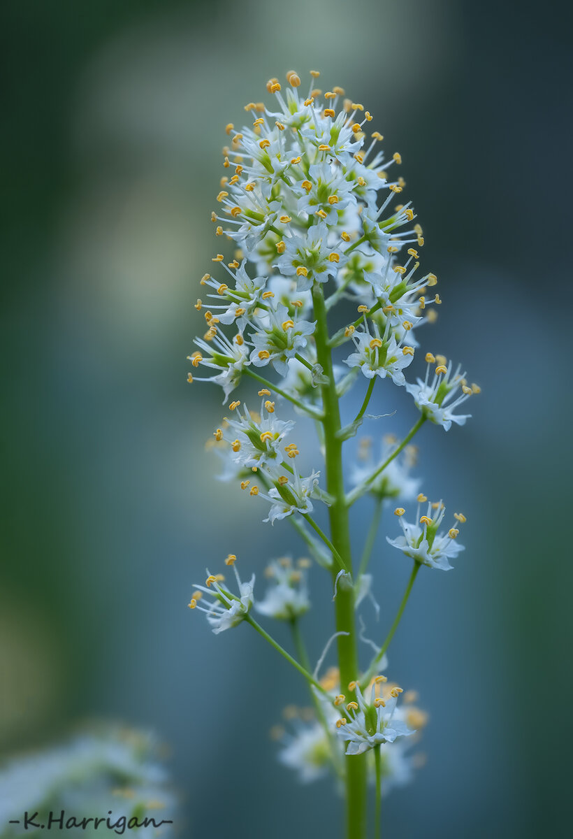 Untitled-3-2-sharpened.jpg