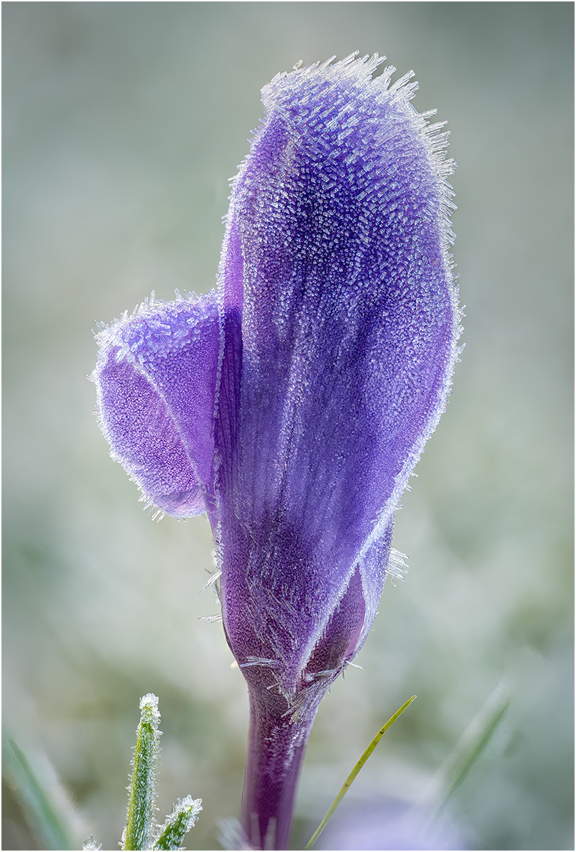 Untitled-4 flat copy.jpeg