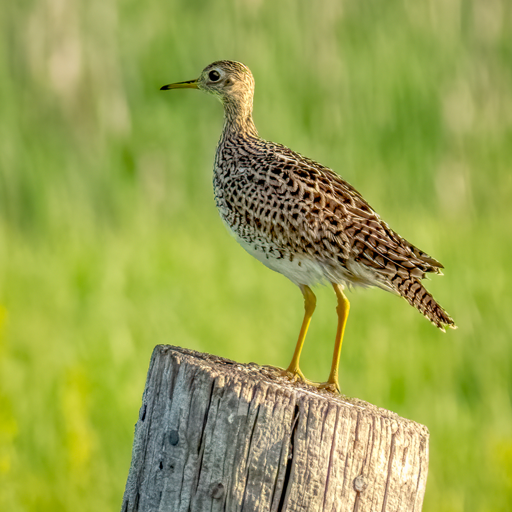 Upland sandpiper-06603-Edit.jpg