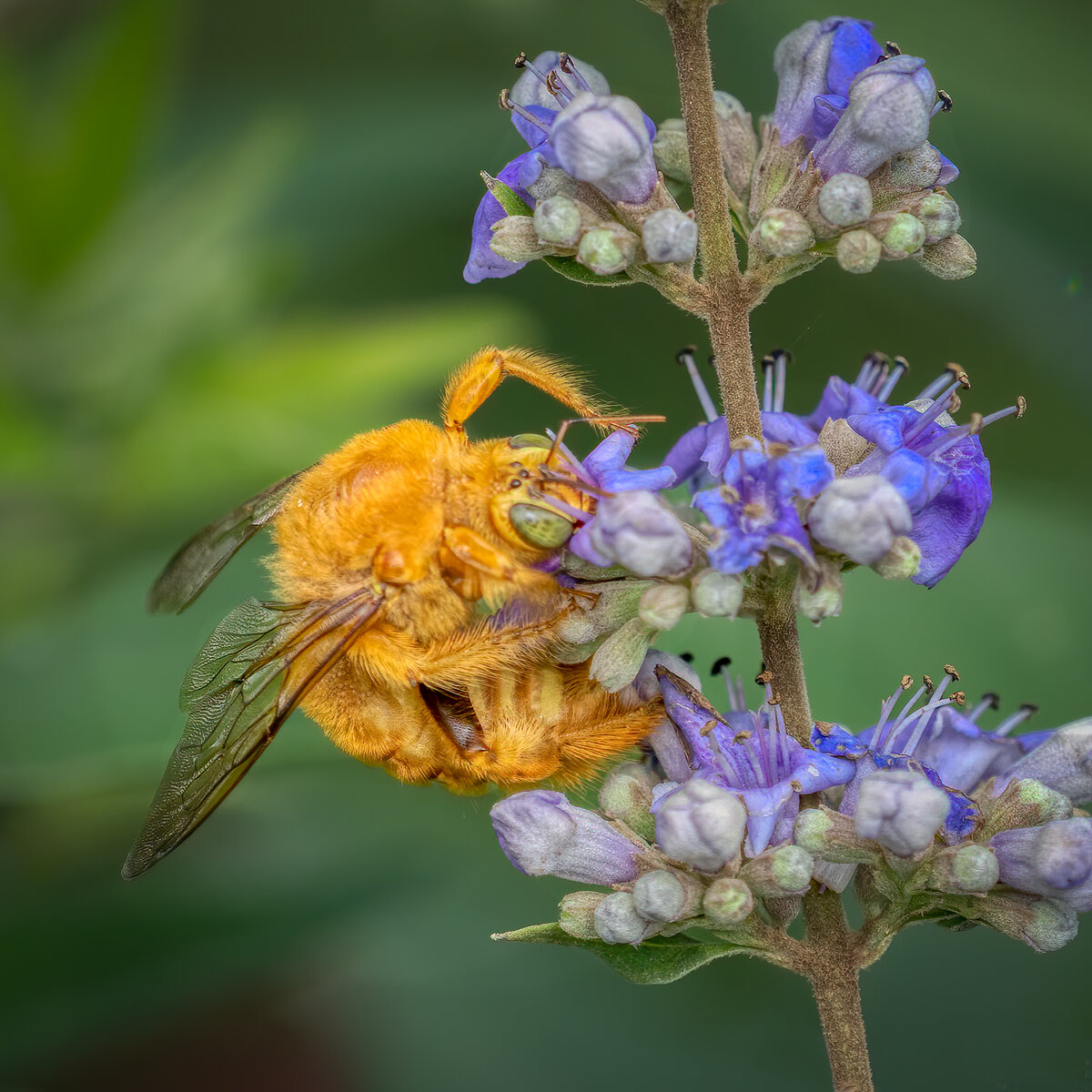 Valley Carpenter Bee-8077-Edit-Edit.jpg