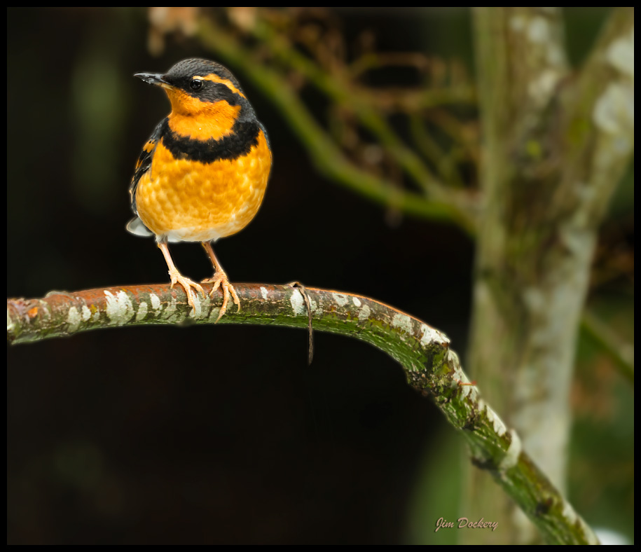 varied-thrush-07.jpg