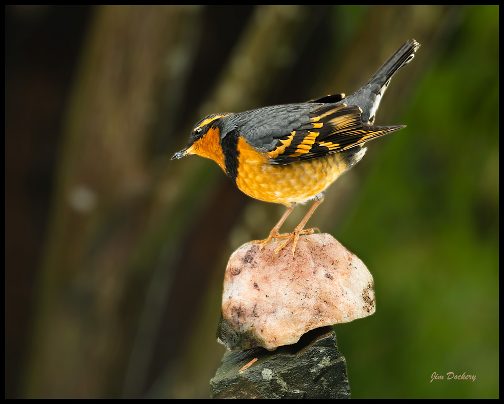 varied-thrush-10.jpg