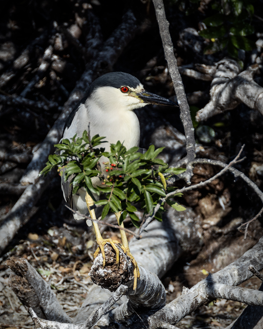 Venice-Rookery---11.1.jpg