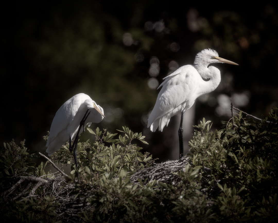Venice-Rookery---7.1.jpg