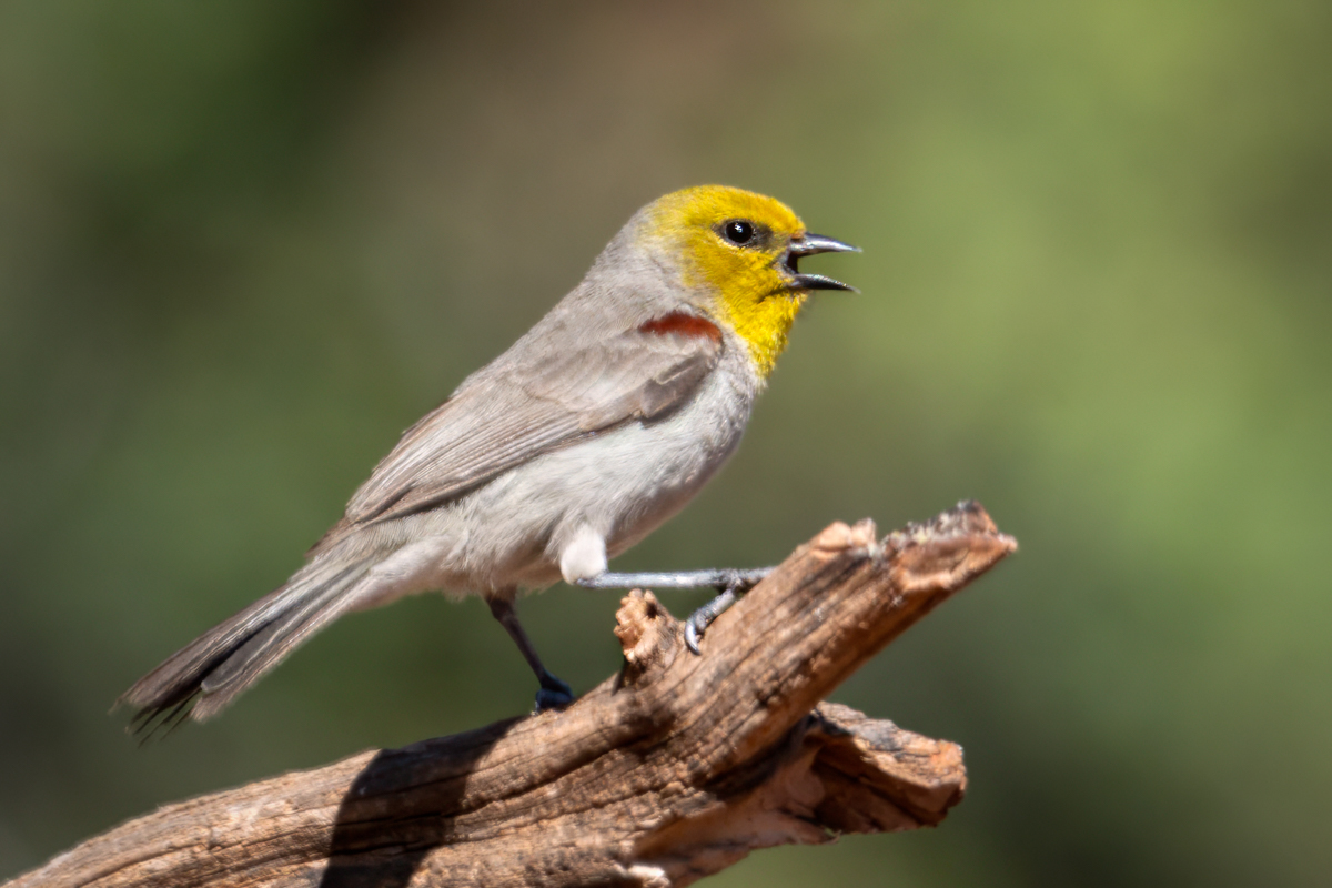 Verdin-01992-Edit.jpg