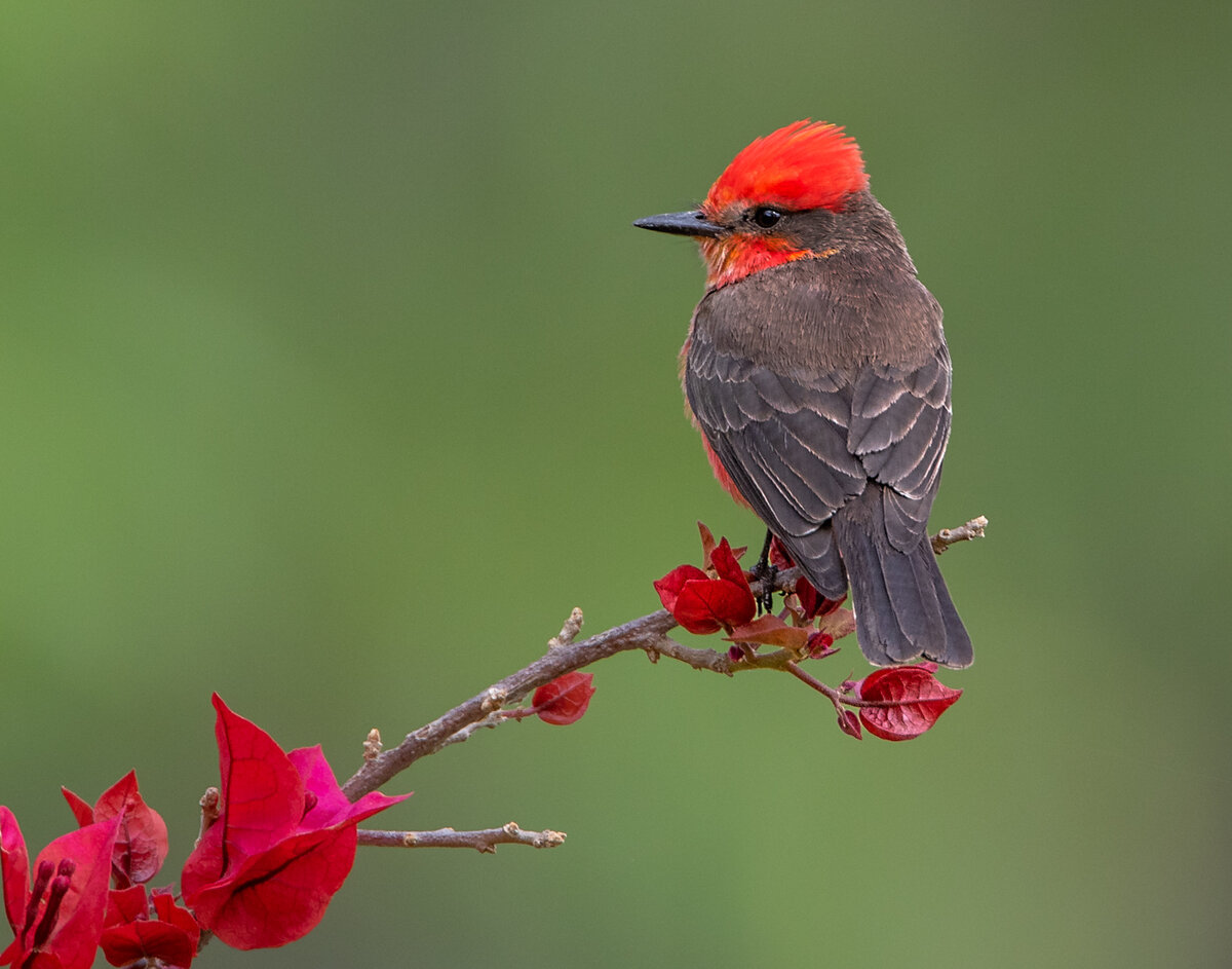 Vermillion Flycatcher-4602-Edit.jpg
