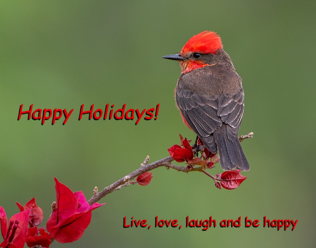 Vermillion Flycatcher FW.jpg