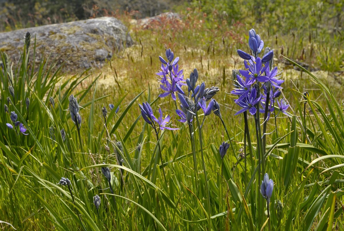 VI 22 Vic _DSC2661.JPG