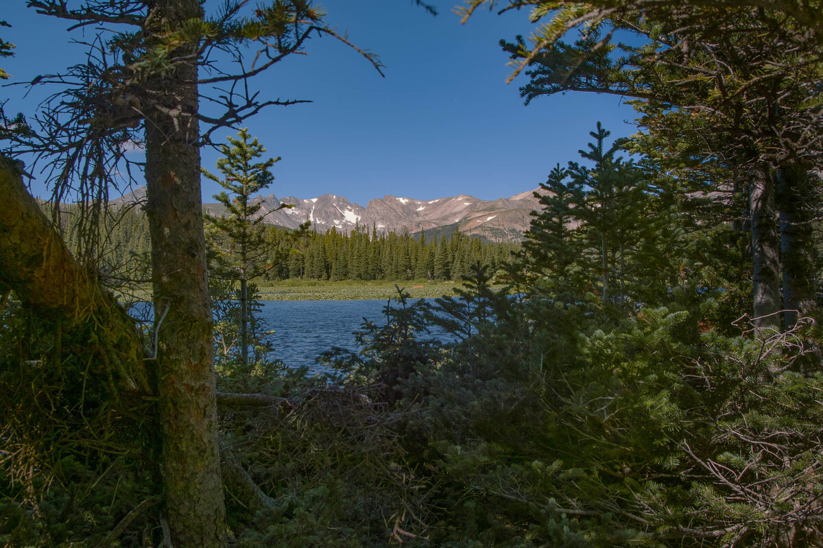 View Through the Pines.jpg