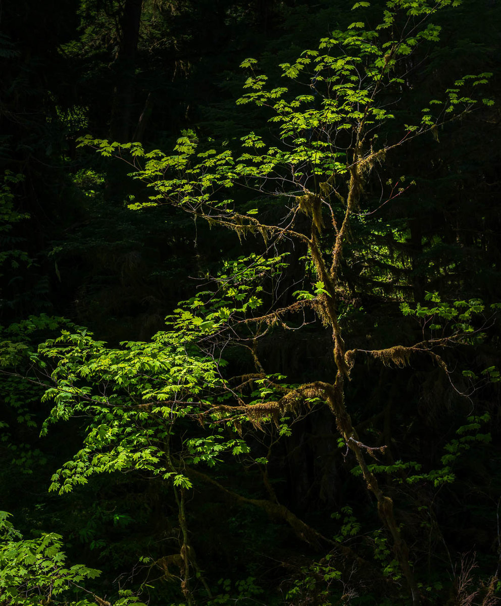 vine maple glow-5.jpg