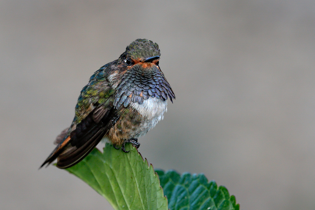 Volcano Hummingbird.jpg