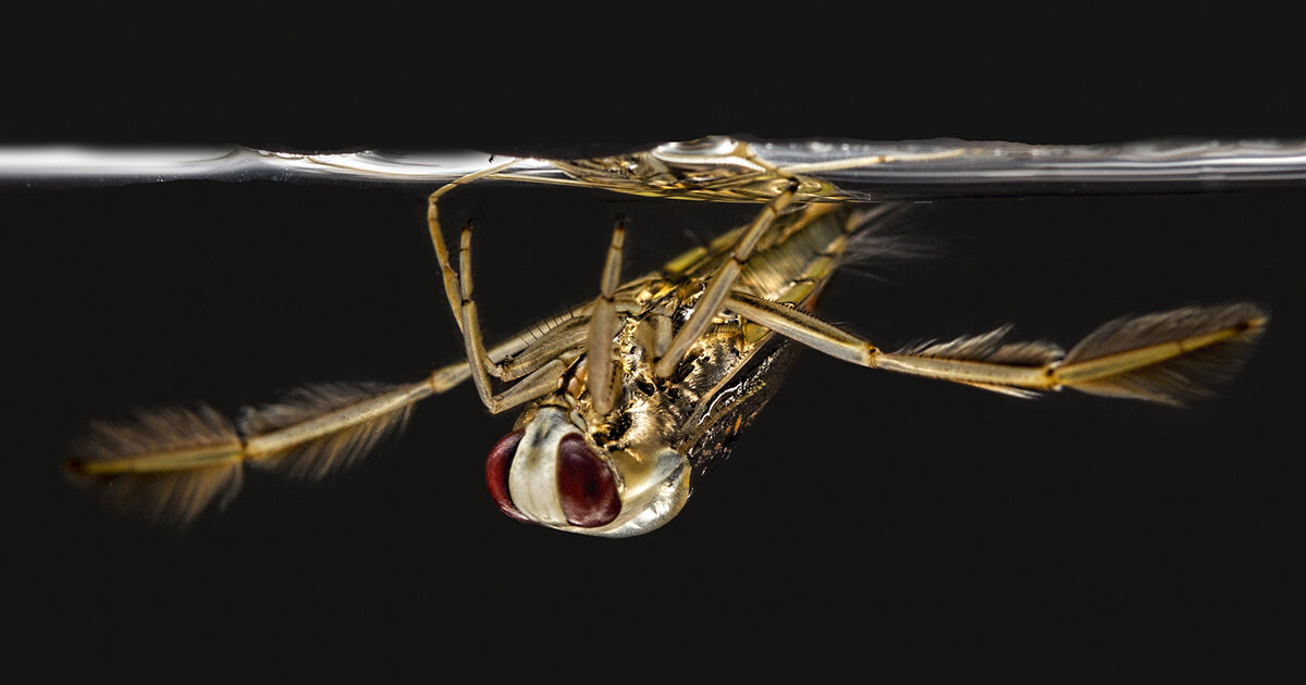 Water Boatman new.jpg