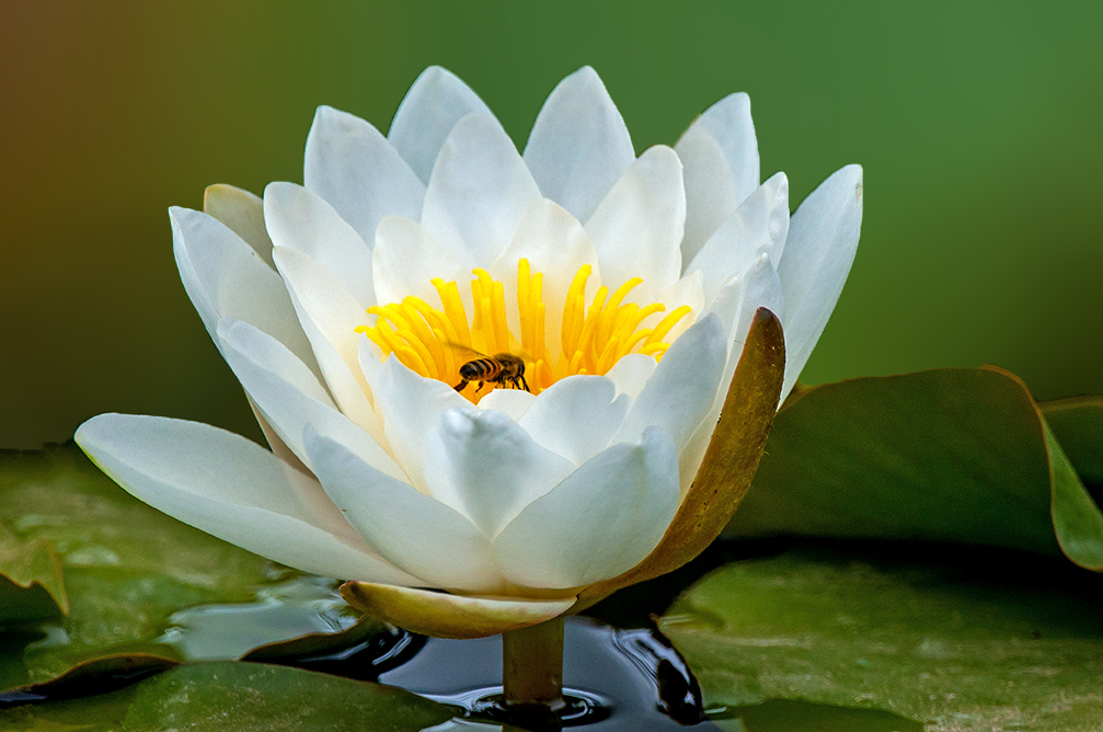 Water Lilies II.jpg