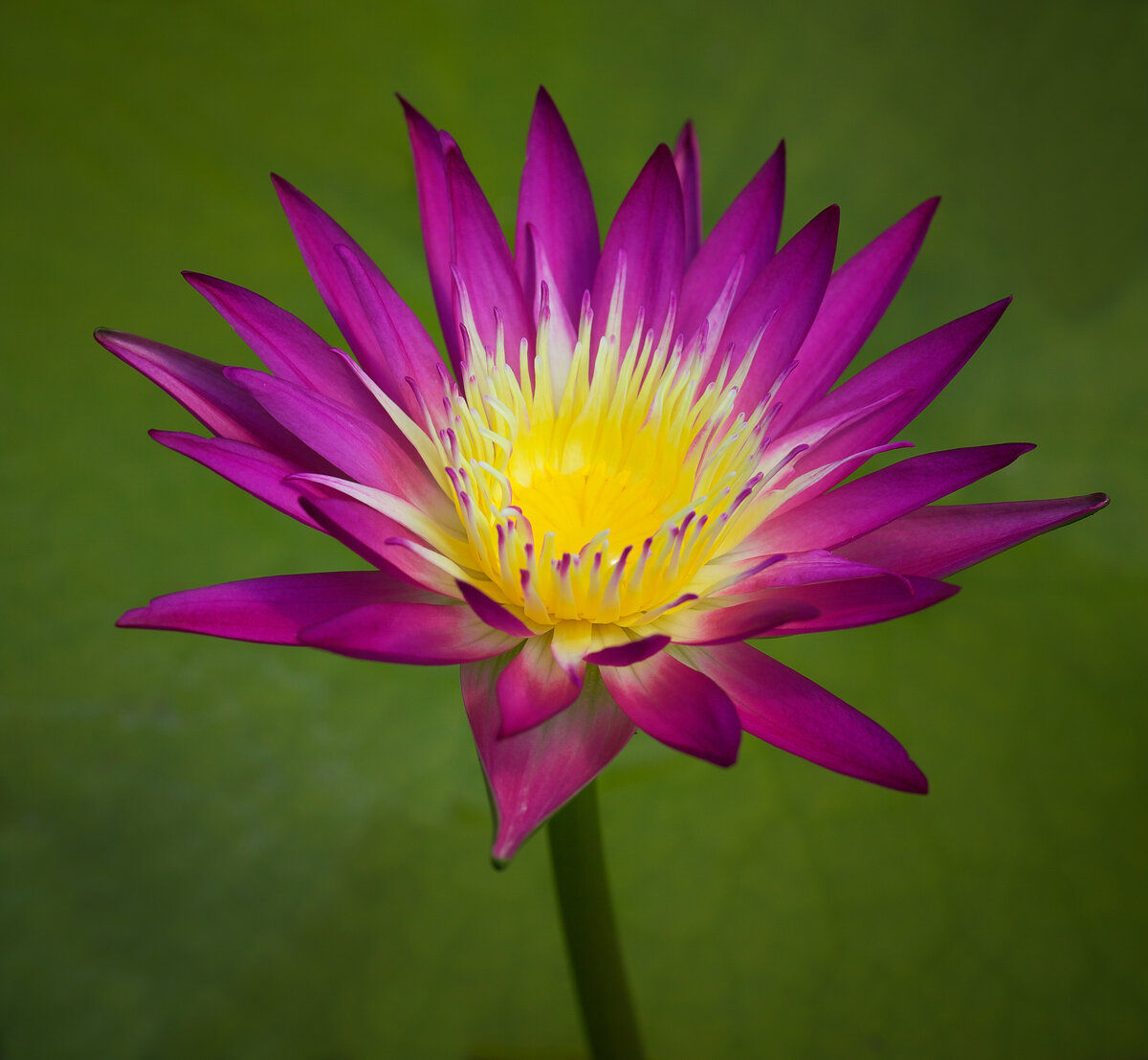 Water Lily Mauve.Yellow.jpg