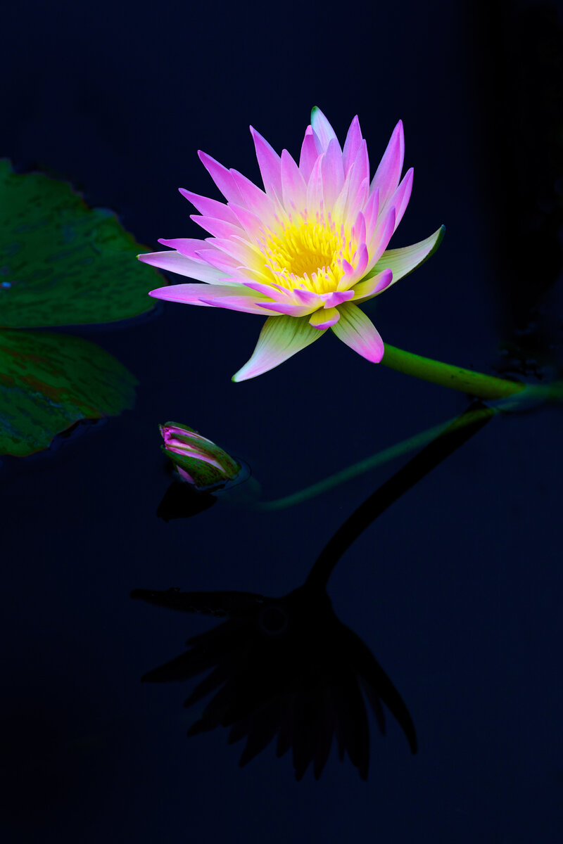 Water lily reflection.jpg