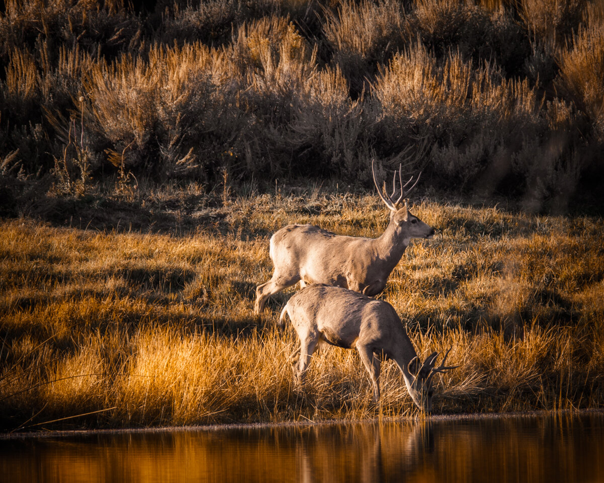 Watering-Hole-1-1.jpg