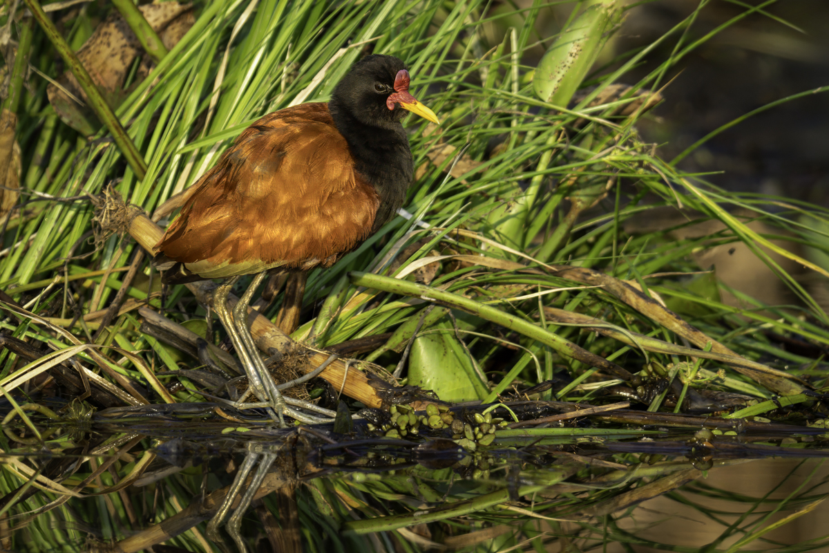Wattled jacana-04003-Edit-2.jpg