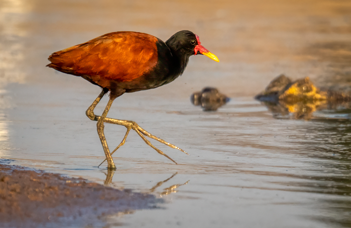 Wattled Jacana-09431-Edit.jpg