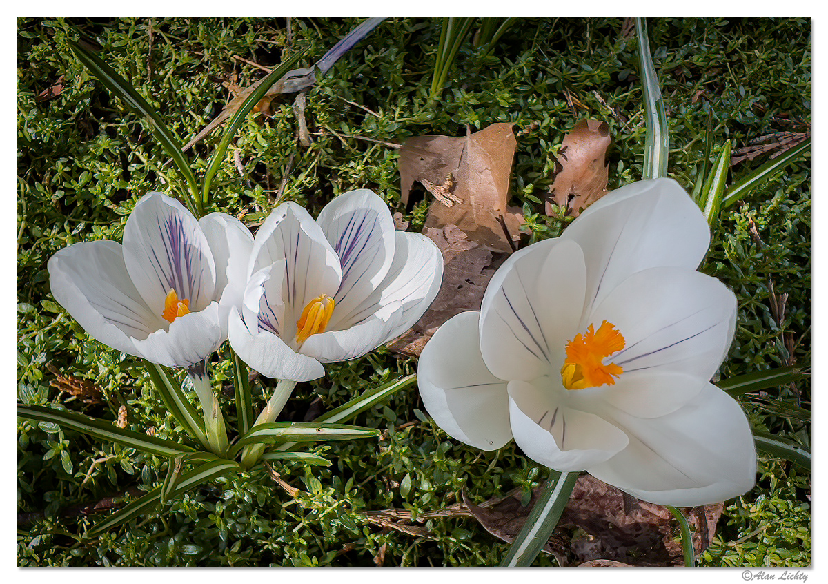WCrocus22.jpg