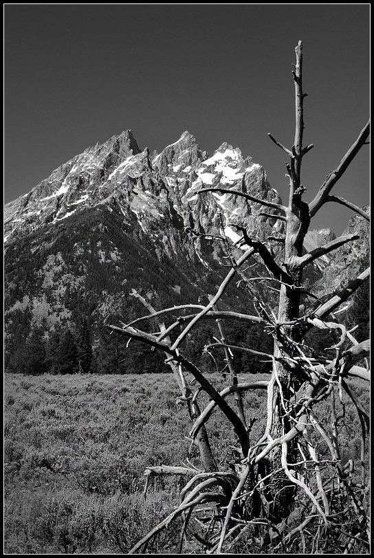 West-41 Lifespans.jpg