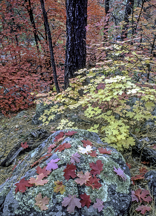 West Fork Fall.jpg