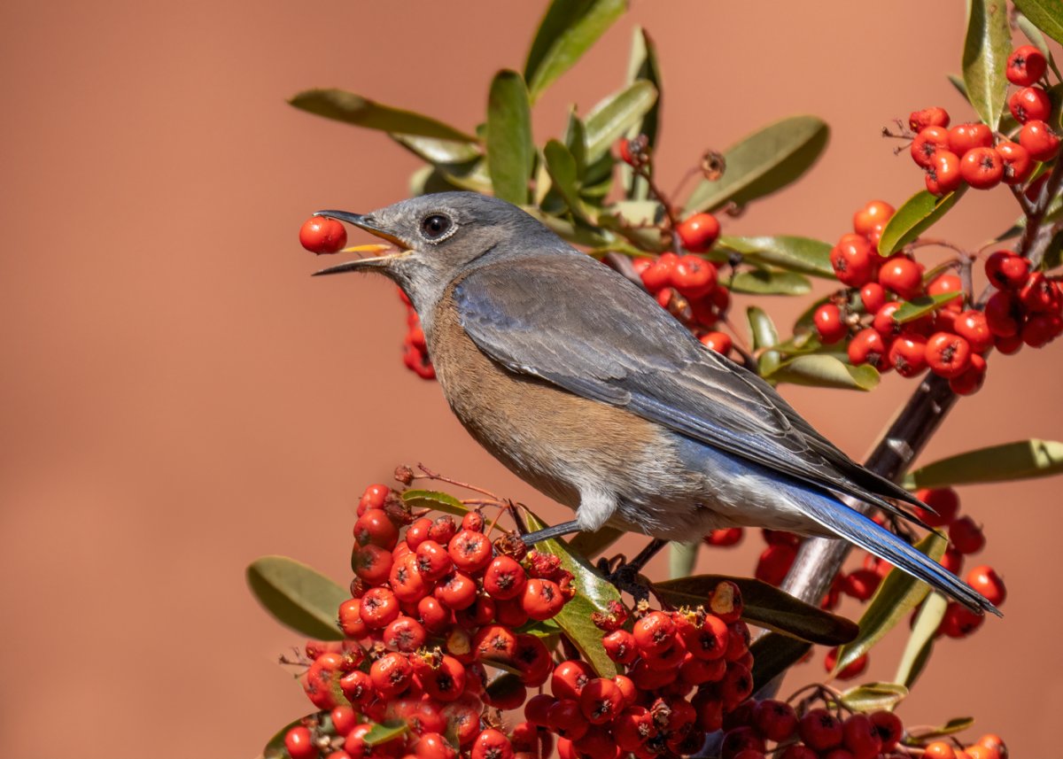 Western bluebird-1024-Edit.jpg