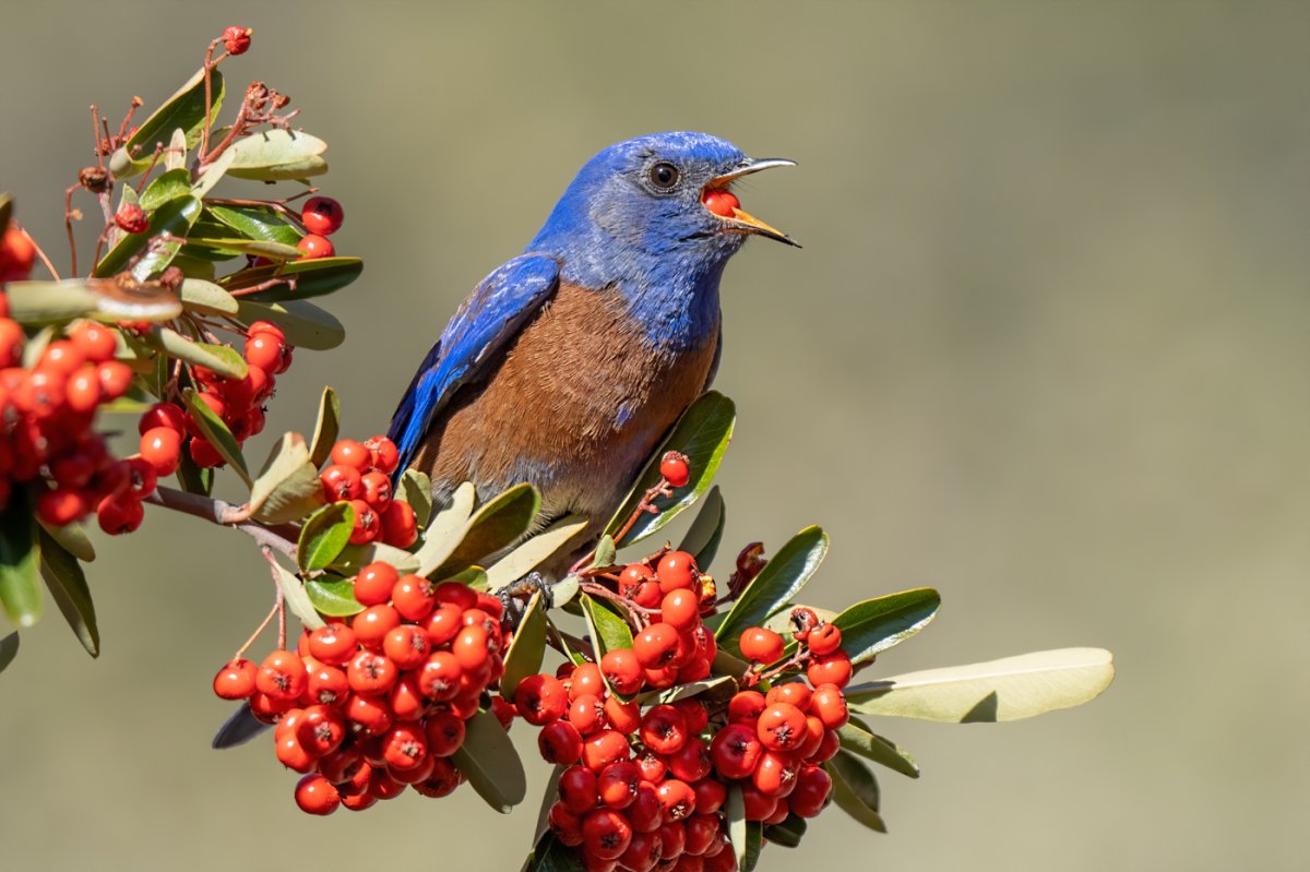 Western bluebird-1445-Edit.jpg
