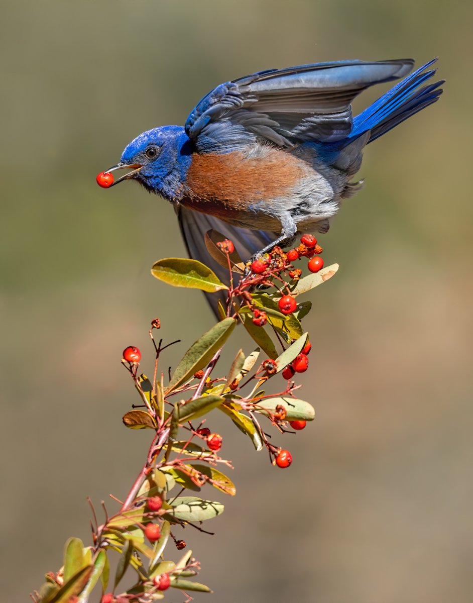 Western bluebird-6746-2-Edit.jpg