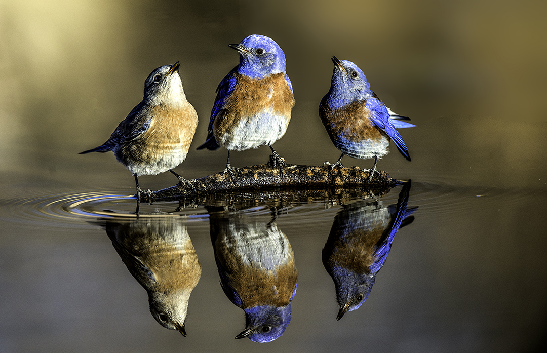 Western Bluebird Trio.jpg