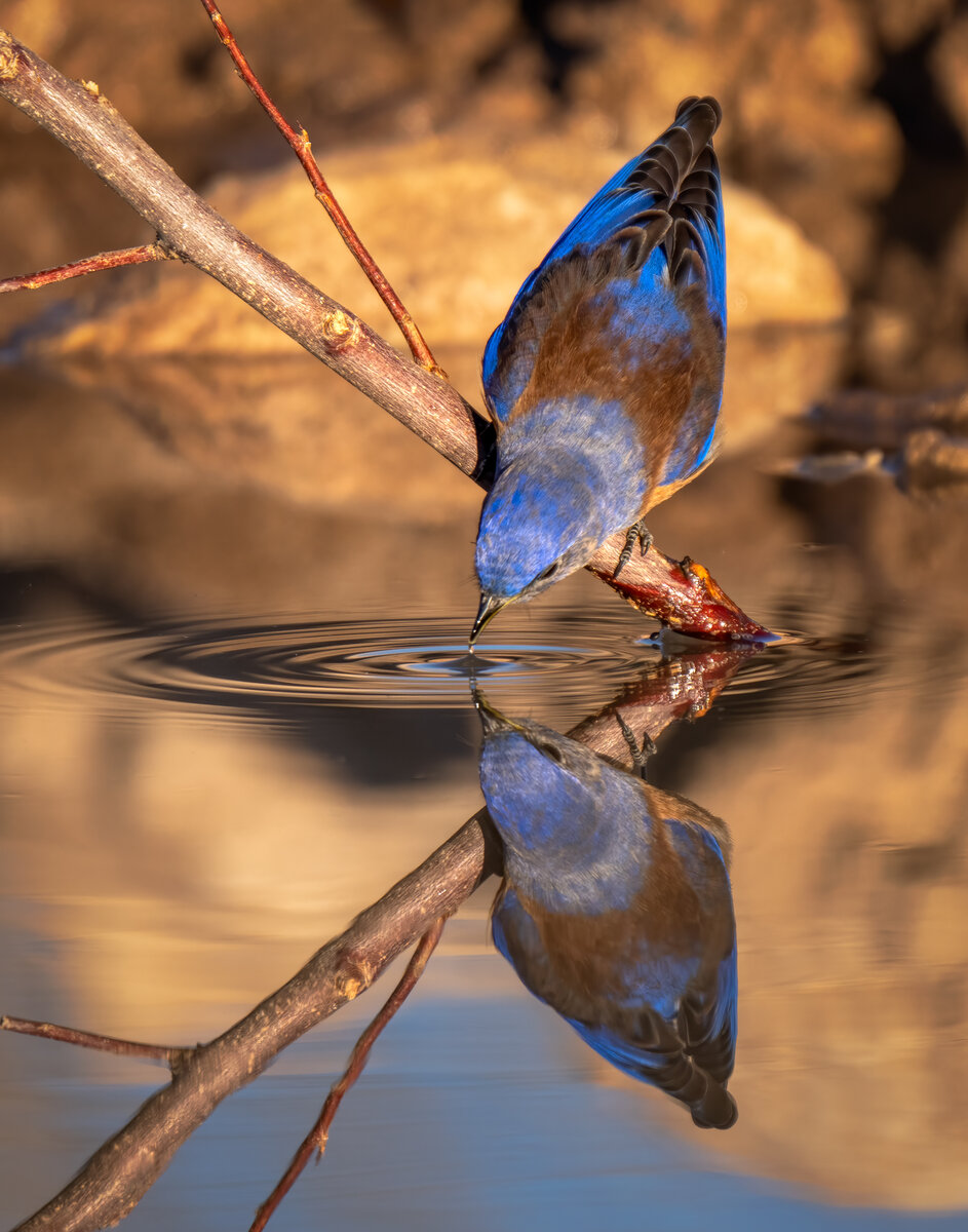 Western bluebird04277-Edit.jpg