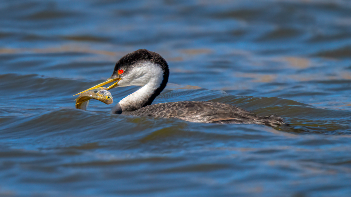 Western grebe 00701-Edit.jpg