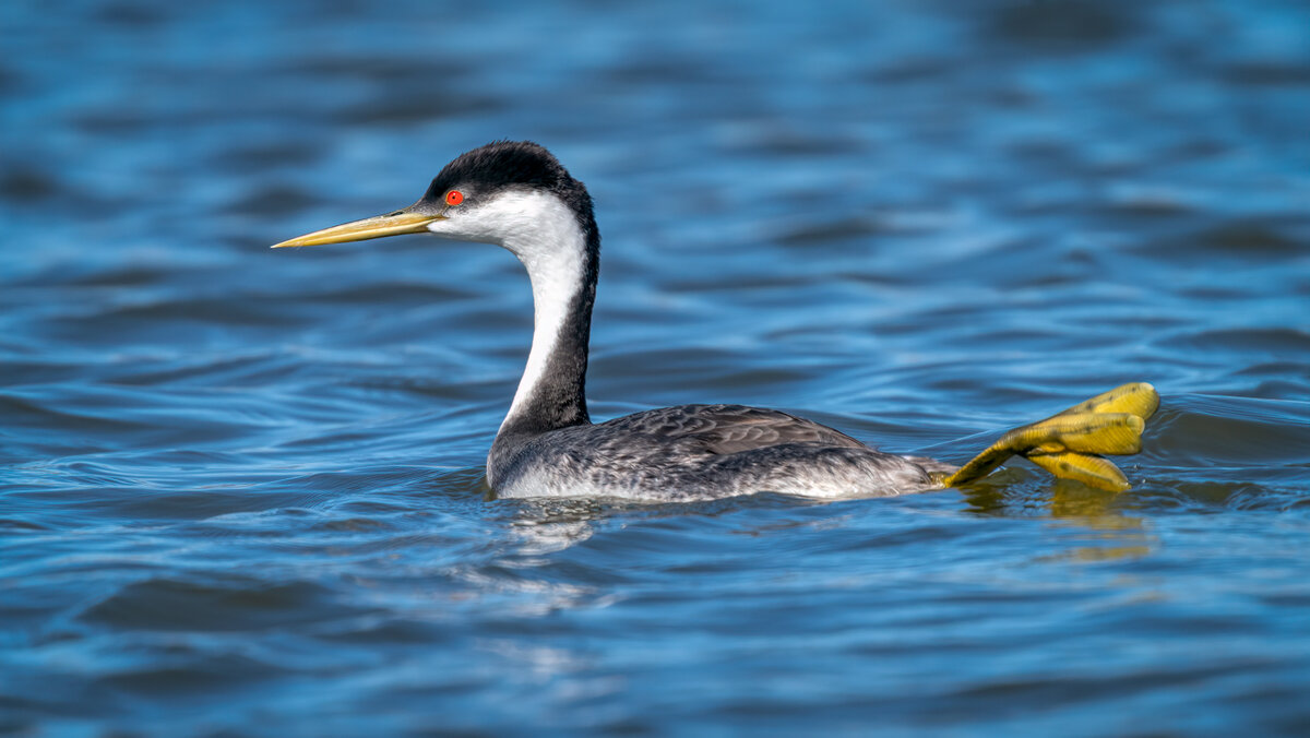 Western Grebe-5208-Edit.jpg