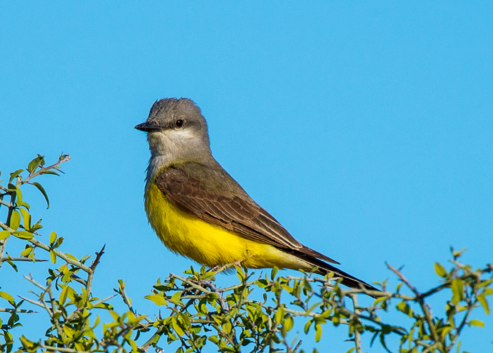 western kingbird.jpg