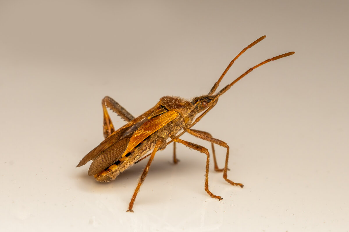 Western Leaf-footed Bug-8321-Edit.jpg