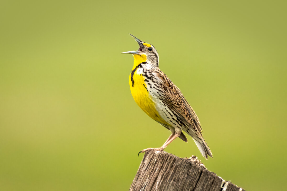 Western meadowlark-07264-Edit.jpg