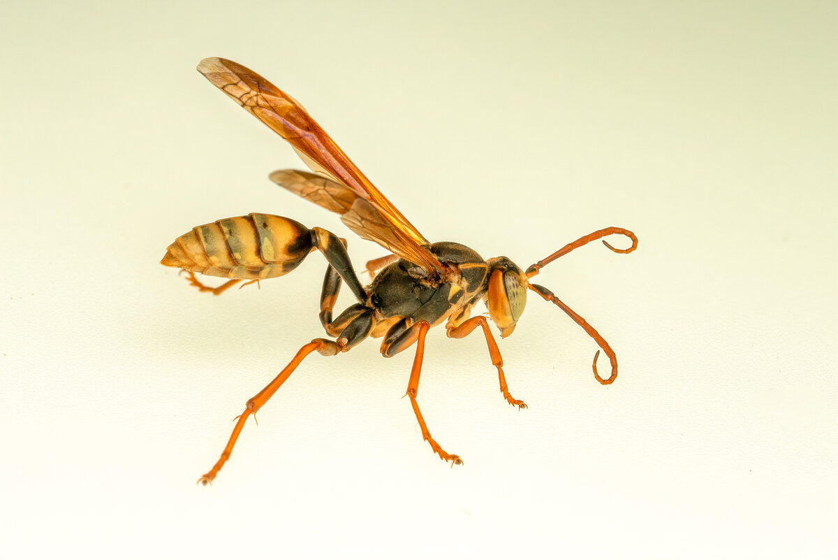Western Paper Wasp-03833-Edit.jpg