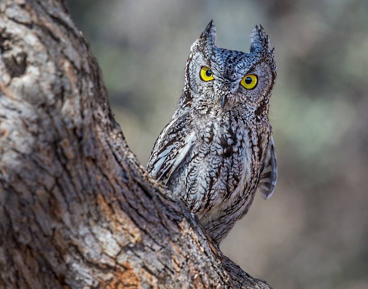 Western Screech Owl.jpg