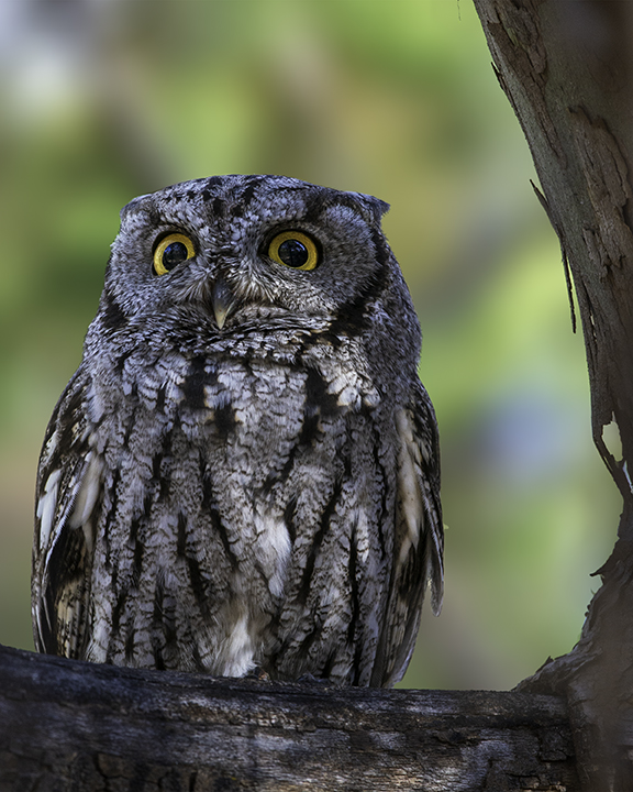Western Screech Owl, Lo Lo Mai Springs, Sedona, AZ.jpg