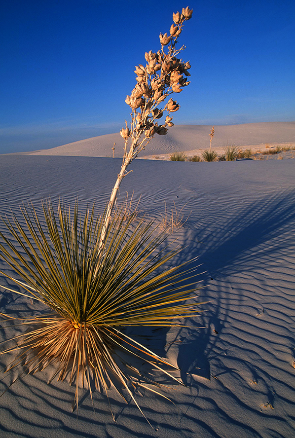 Whiate Dands Yucca.jpg
