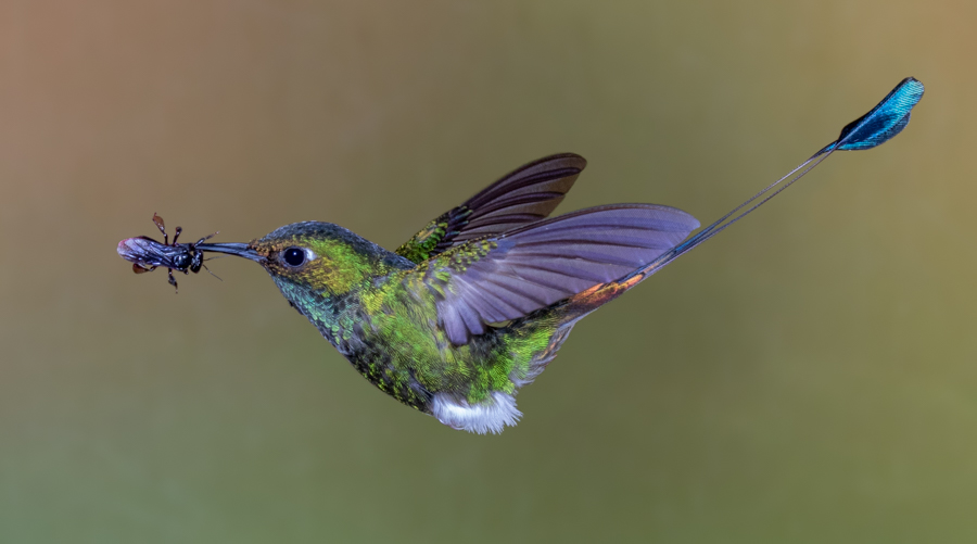 White-booted racket-tail-1820-2-Edit-Edit.jpg