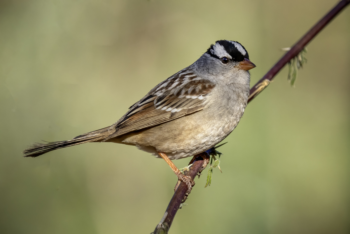  White-crowned sparrow-7200-Edit.jpg