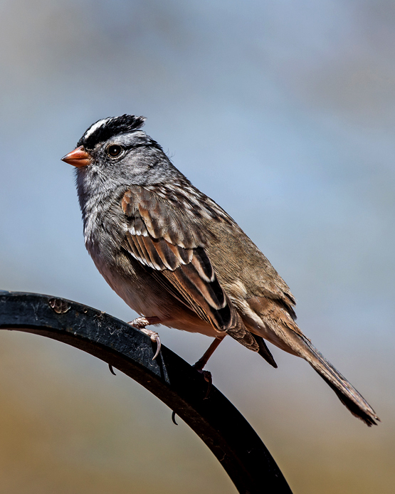 White -crowned Sparrow.jpg
