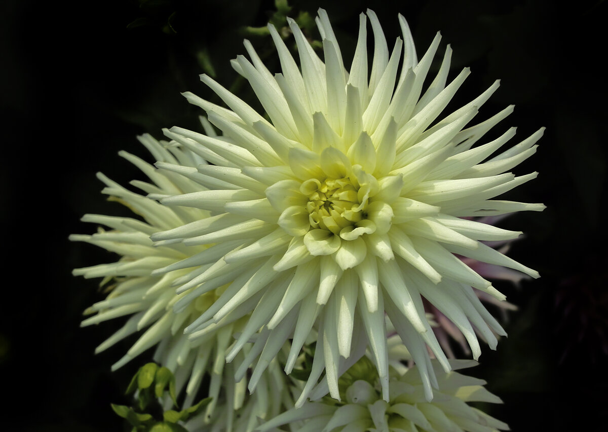 white dalhia.jpg