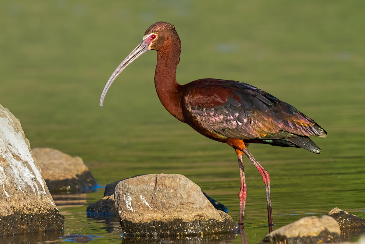 White-faced ibis-2031-Edit.jpg