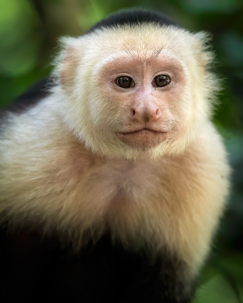 white-faced-monkey-portrait.jpg