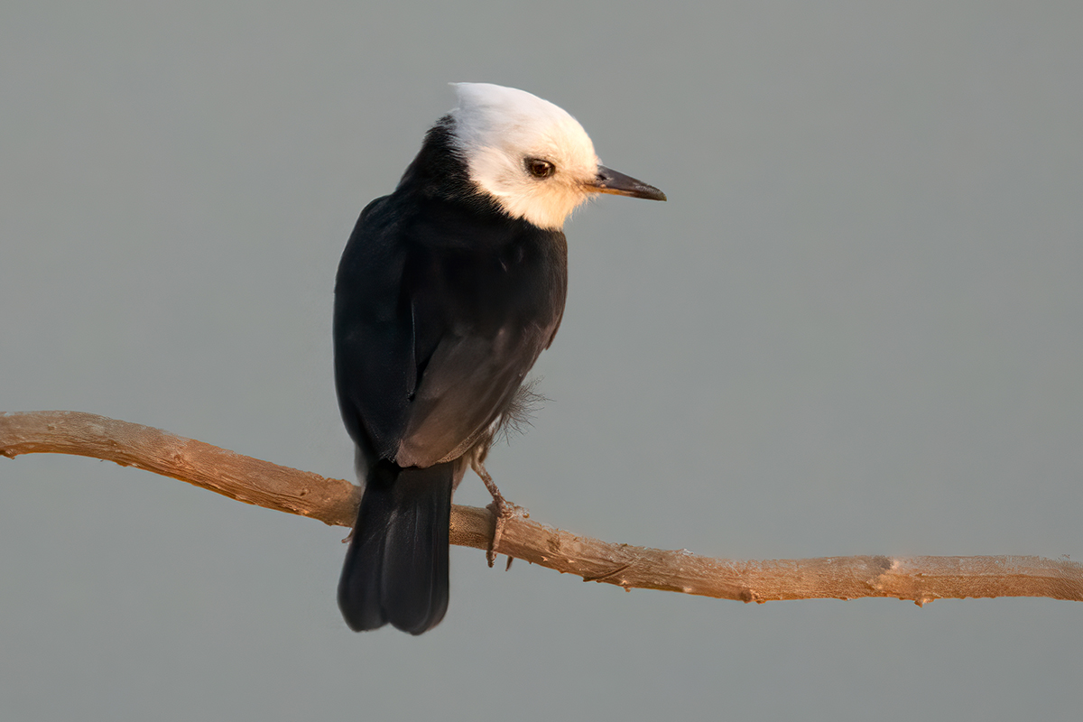 White-headed Marsh Tyrant.jpg