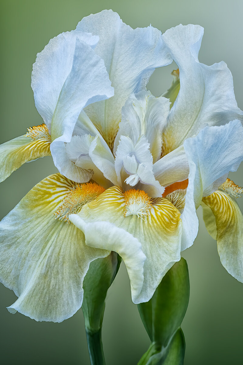 White-IrisNoiseSharpBlurNikViveza.jpg