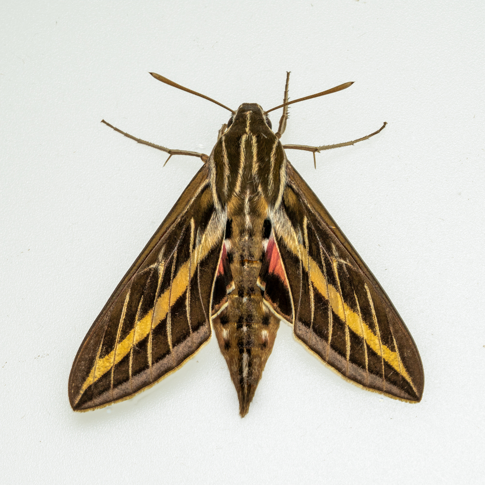 White-lined Sphinx  0239-Edit.jpg