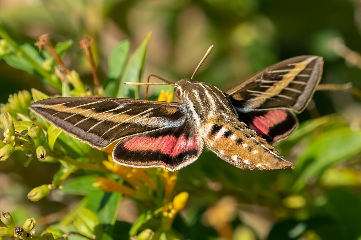 White-lined sphinx-4924-Edit.jpg